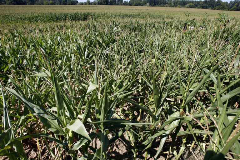  GMO skeptics still distrust big agriculture’s climate pitch