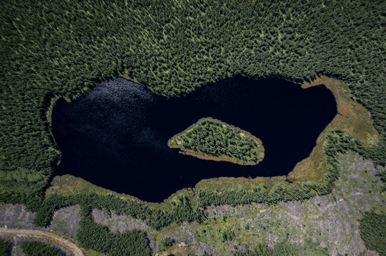  Subarctic boreal forest, vital for the planet, is at risk