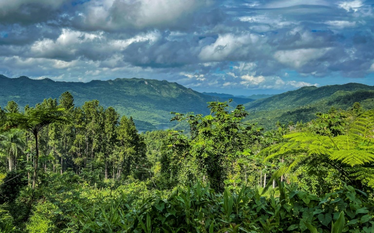  Cuba bets on specialty coffee to boost industry