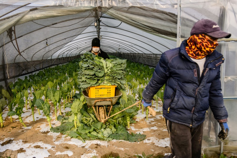  Frustrated foodies gobble up South Korean grocery unicorn