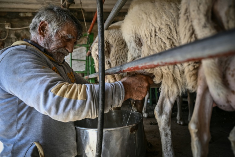  Celebrated Greek cheesemakers brought low by inflation