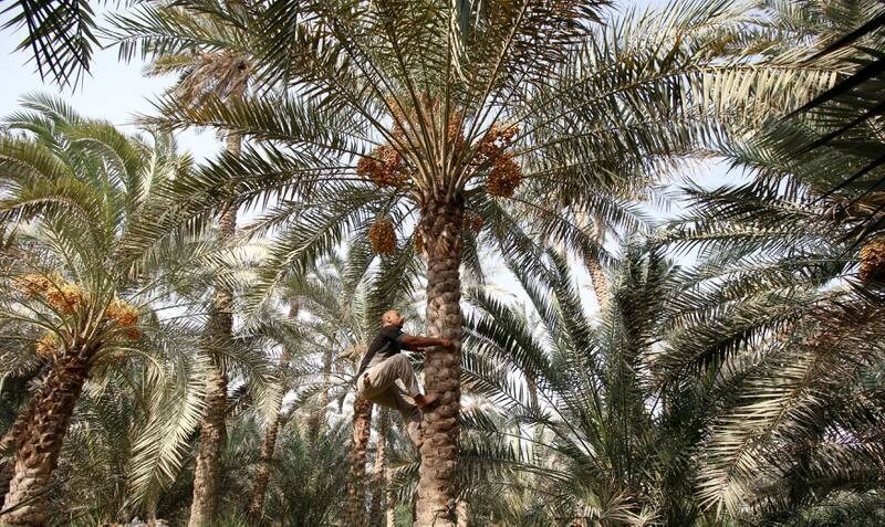  FAO establishes partnerships to improve date palm, tomato in Iraq