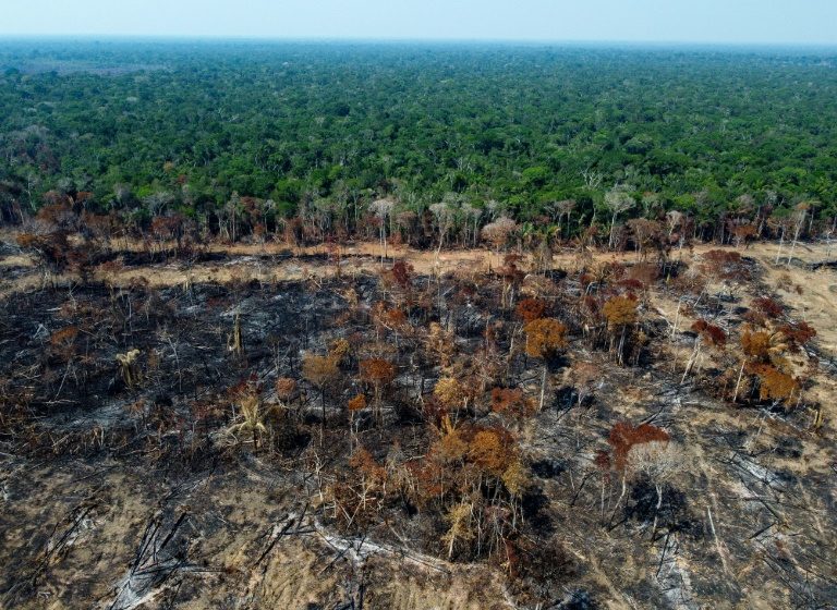  EU agrees ban on imports driving deforestation