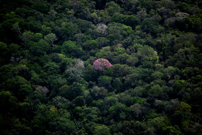  UN biodiversity talks open, billed as ‘last chance’ for nature