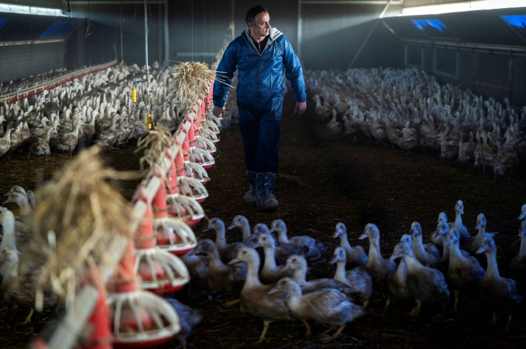  French foie gras in short supply, forcing farmers to adapt