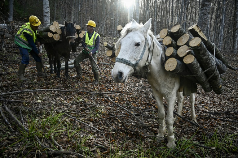  Bulgarians stock up on firewood as energy costs surge