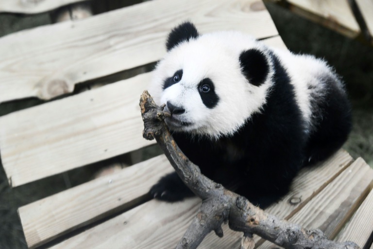  Male panda at Dutch zoo turns out to be female