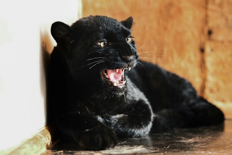  Panther rescued in Ukraine, finds refuge in France