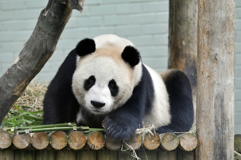  UK’s only panda pair to return to China