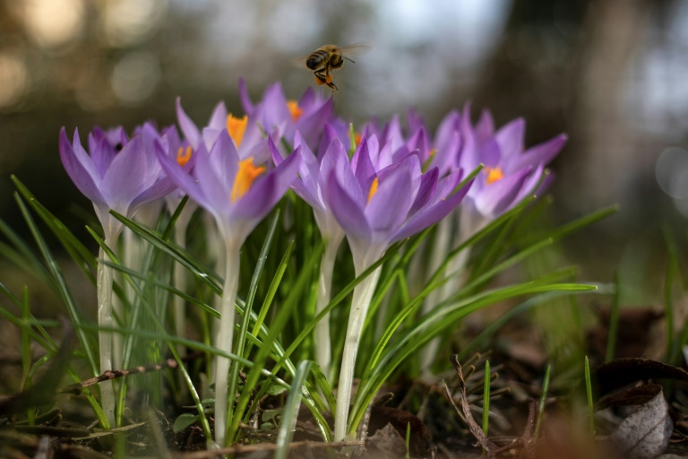  EU eyes more help for shrinking bee populations