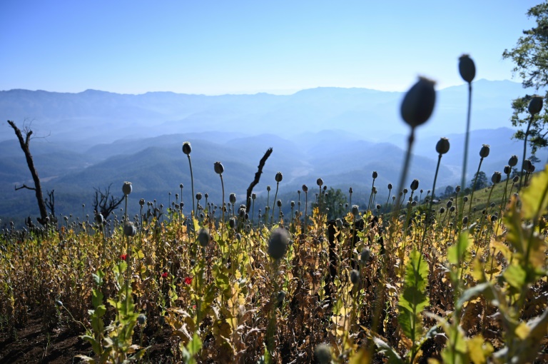  Myanmar opium farming booming after coup: UN