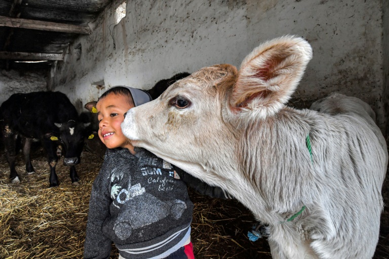  Tunisia milk market ‘collapsing’ as feed prices soar