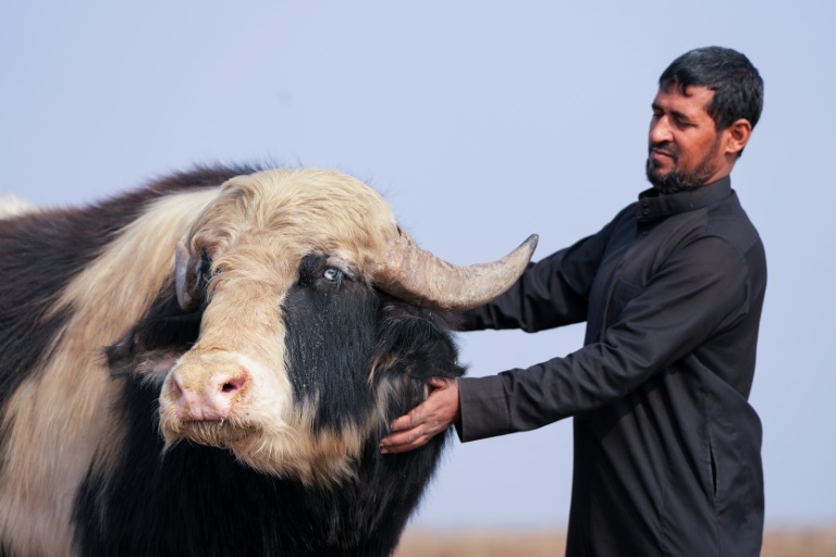  After drought, winter rains revive Iraq’s famed marshlands