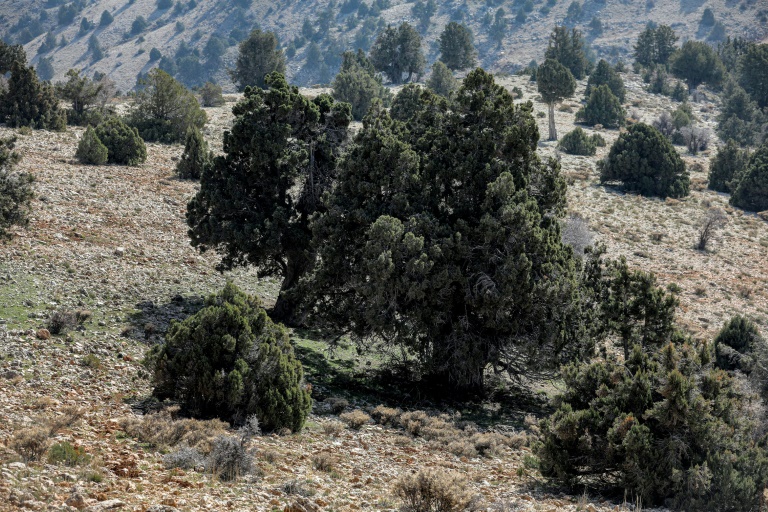  Lebanese villagers try to stem illegal logging scourge