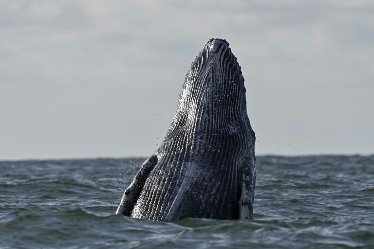  Deep-sea mining noise pollution threatens whales: study