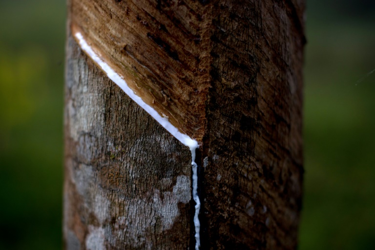  Thai farmers tap into sustainable rubber industry