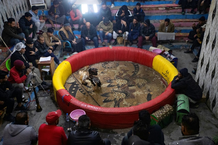  Cockfighting remains a popular blood sport in Basra