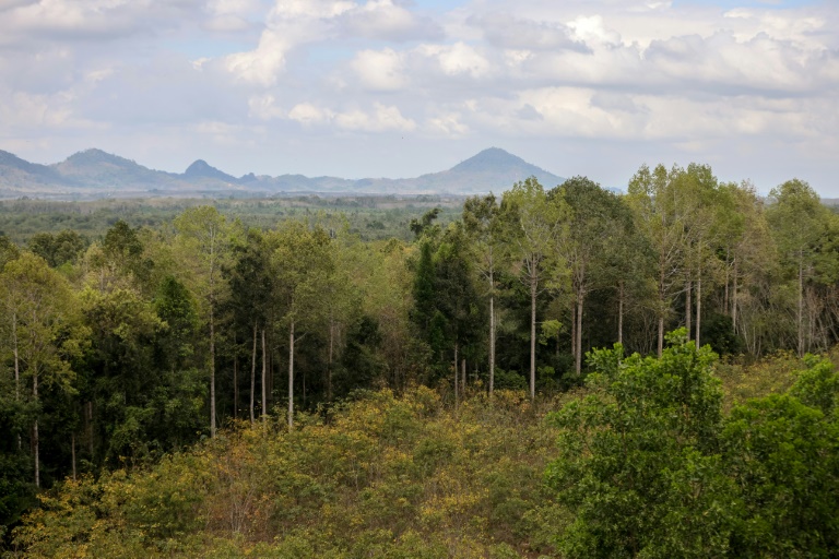  Carbon credits: a contested tool to fight deforestation