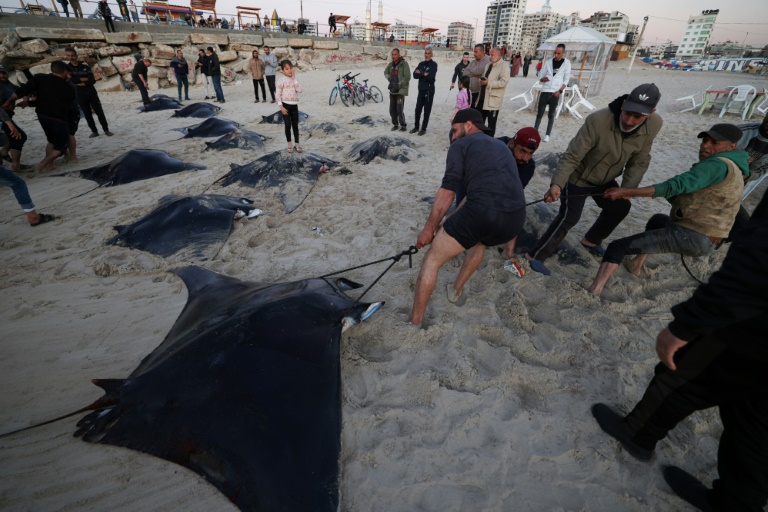  Dozens of rare manta rays caught off Gaza coast