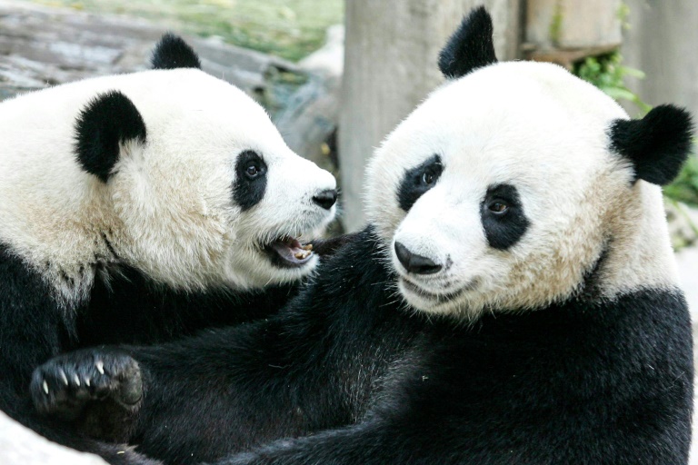  Panda on loan from China dies in Thailand aged 21