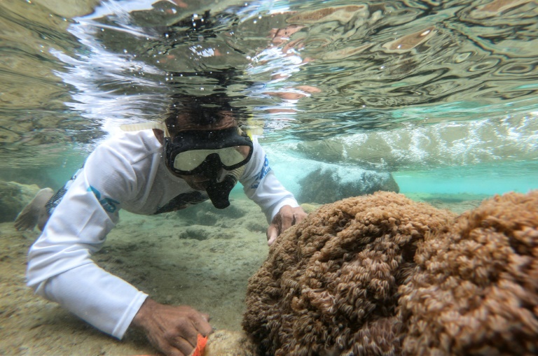  Deadly invader devastating Venezuelan coral reefs