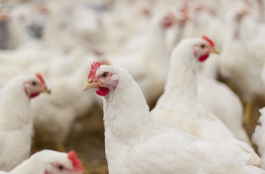  Iraq bans the import of poultry products from Turkey