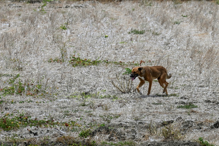  World should prepare for El Nino, new record temperatures