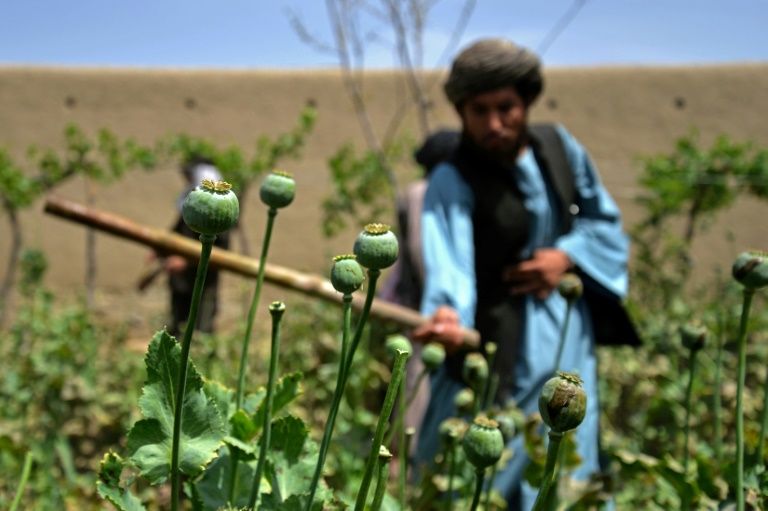  Afghan farmers lament Taliban poppy ban