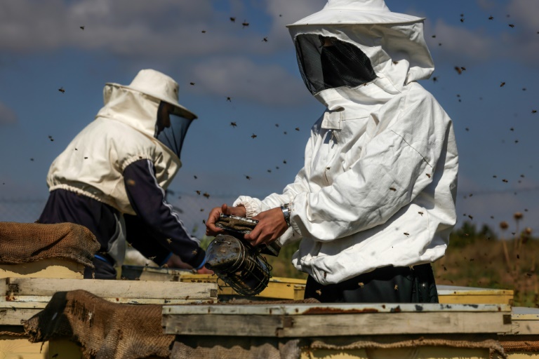  Gaza beekeeper tends hives by restive border