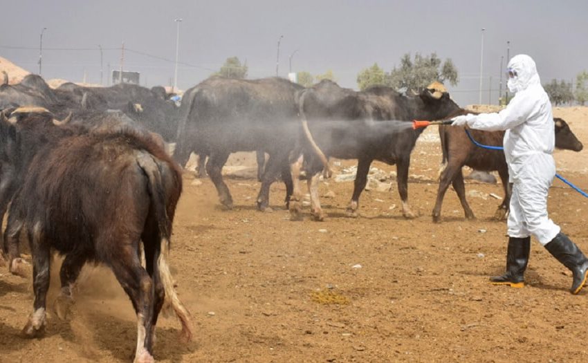  Hemorrhagic fever cases rise to 119, including 18 deaths