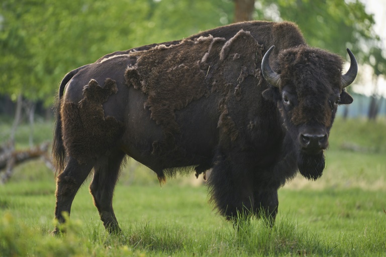  Bison reintroduced to Canada’s Banff thrive again