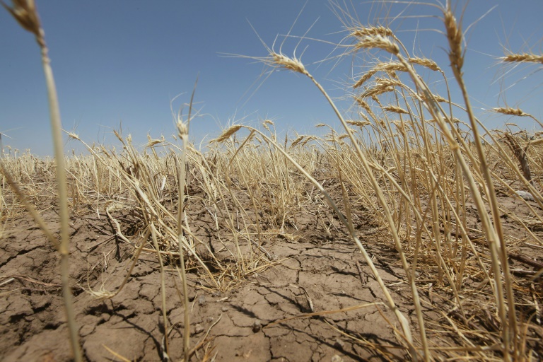  We may be underestimating the climate risk to crops: researchers