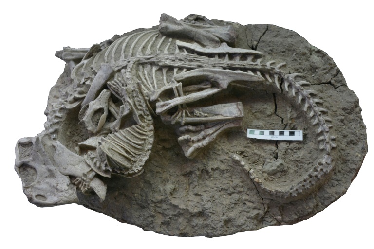  Mammal bites dinosaur in ‘once-in-a-lifetime’ fossil find