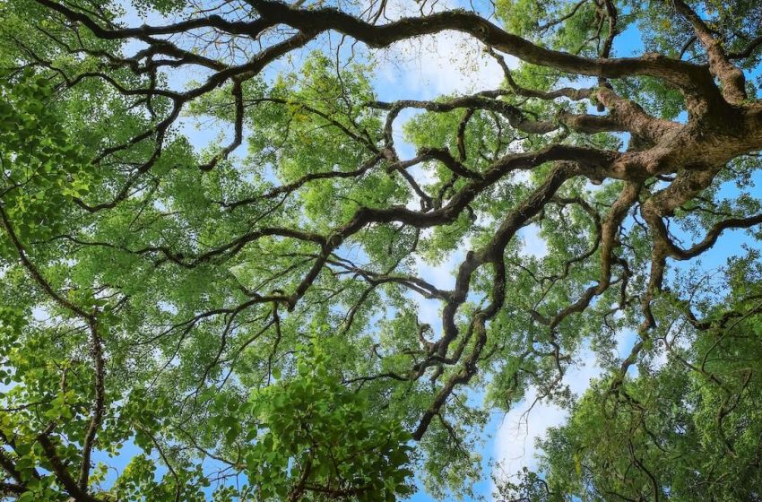  Fighting to save Iraq’s endangered Caucasian oak trees