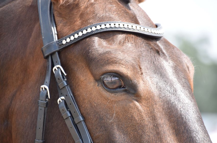  Dubai ruler gifts youngest Iraqi equestrian with horses