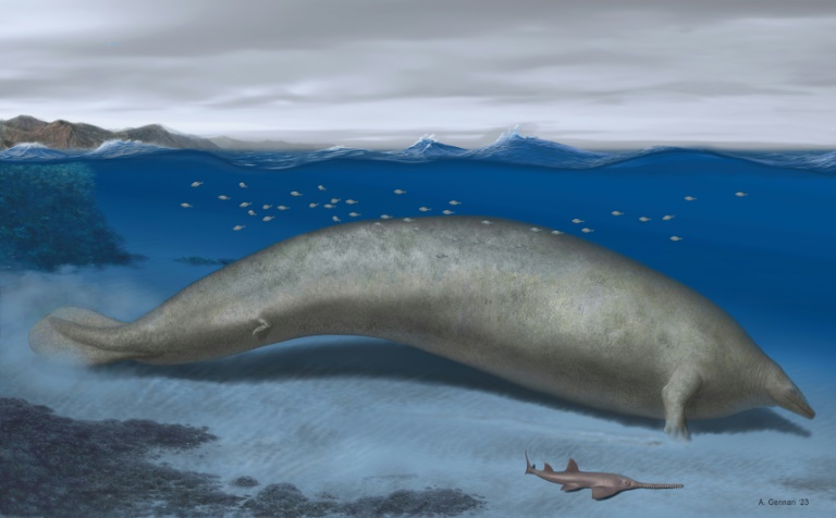  Heaviest animal ever? Scientists discover massive ancient whale