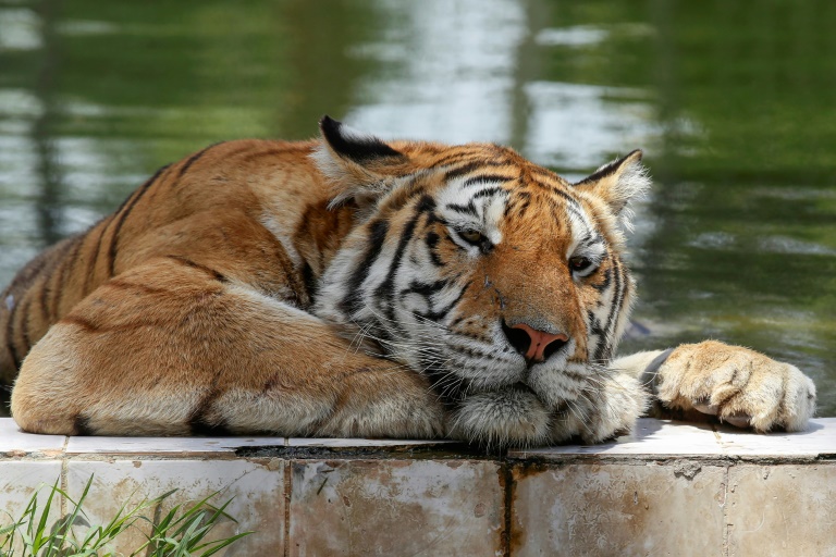  Siberian tigers, lions at the Baghdad Zoo struggle as temperature hits 50 degrees