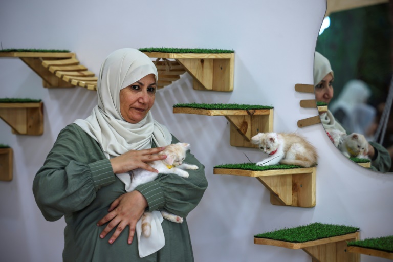  Cat cafe brings pawsitivity to war-scarred Gaza