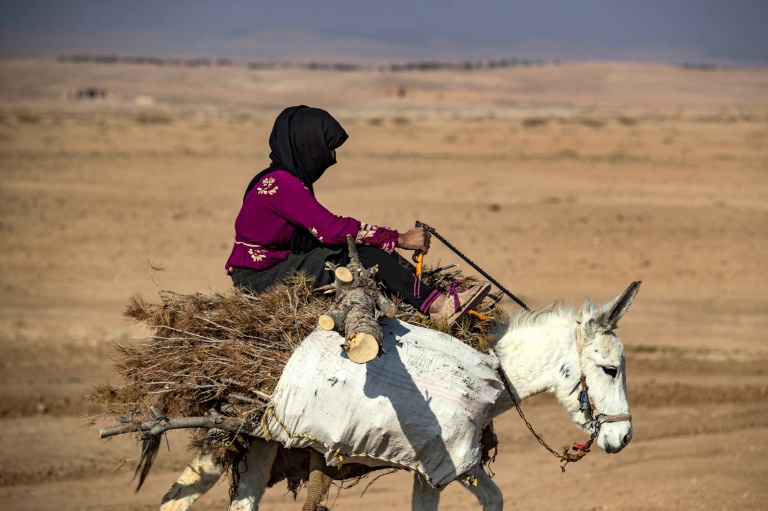  Illegal logging turns Syria’s forests into ‘barren land’