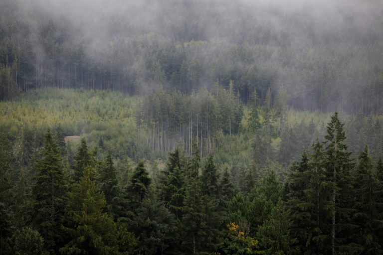  Canada to challenge latest US duties on softwood lumber