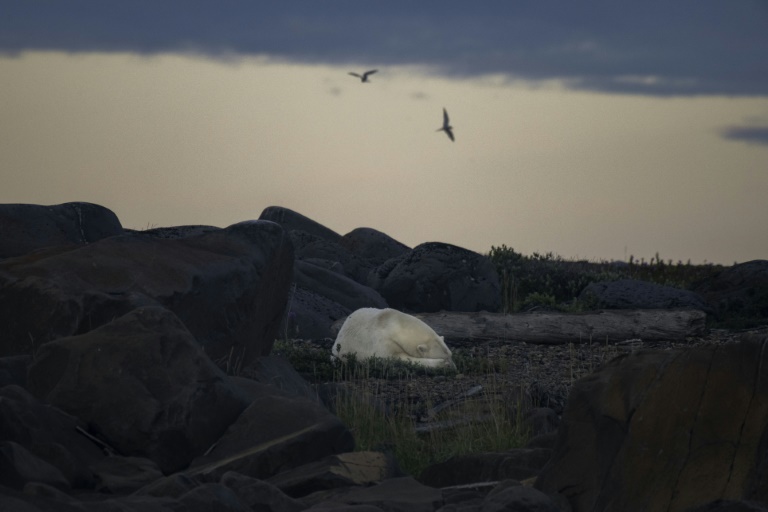  Study quantifies link between greenhouse gases, polar bear survival