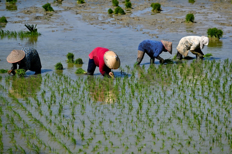  Indonesia rice imports spike as Jakarta shores up stocks