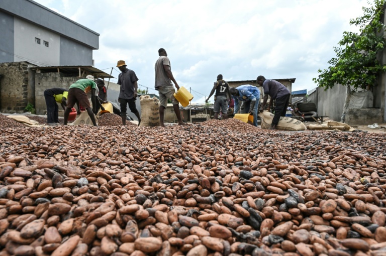  Top producer Ivory Coast fears for cocoa output after rains