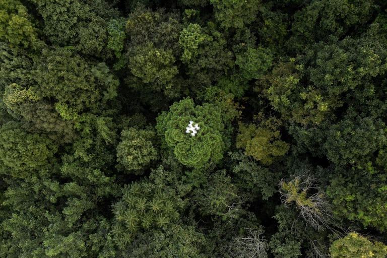  Drones help solve forest carbon capture riddle