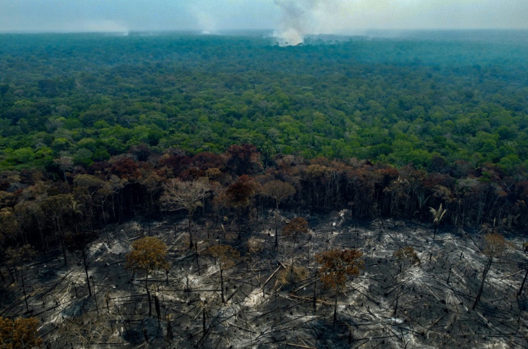  Deforestation in Brazilian Amazon halved in 2023