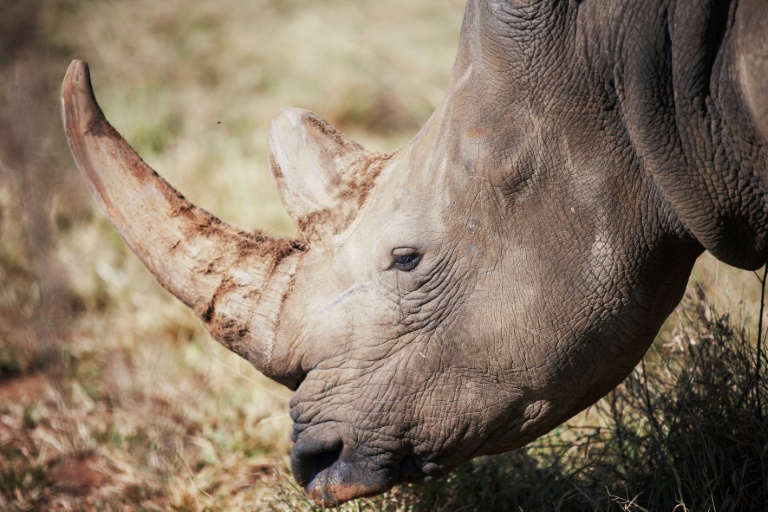  Nearly 500 rhinos killed as poaching increases in S.Africa