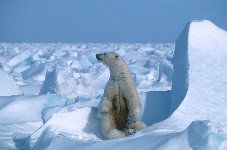  Oil, gas drilling blocked in Alaska wilds as Biden seeks green cred