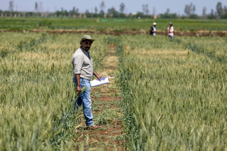  Morocco’s farming revolution: defying drought with science