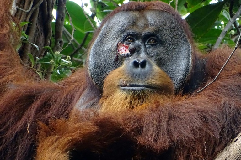  Self-care: Orangutan seen apparently treating wound