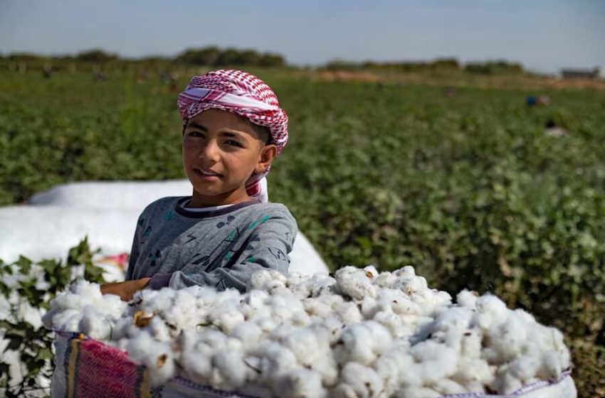  Iraq is the fourth cotton-producing Arab country